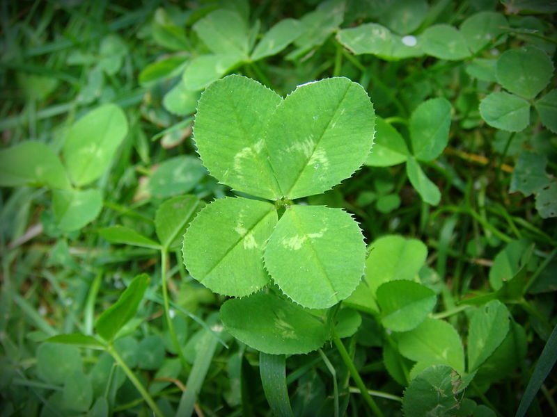 800px-4-leaf_clover