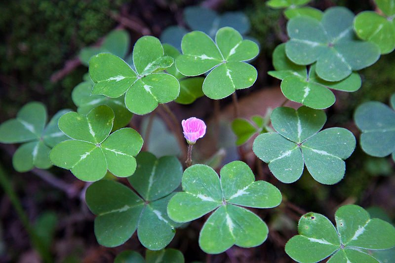 Clover_bloom