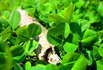 Why the Shamrock is Good Luck