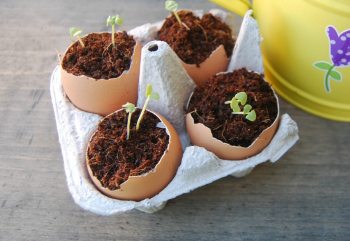 How To Grow Plant Seeds in Eggshells