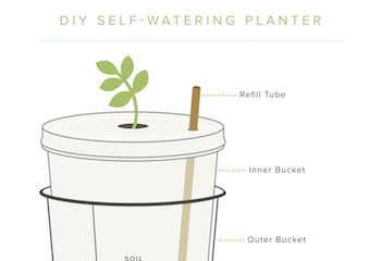 DIY Home Gardening