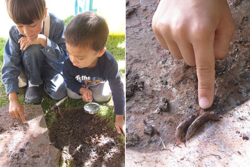 backyard bug hunt