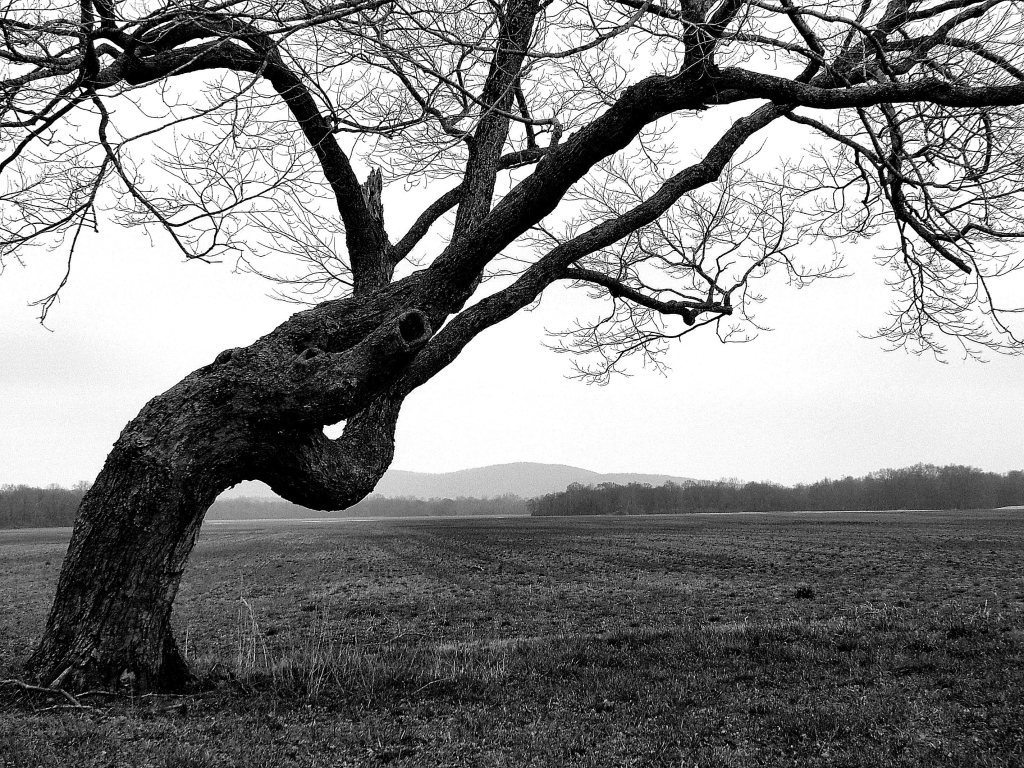 twisted tree thornton colorado