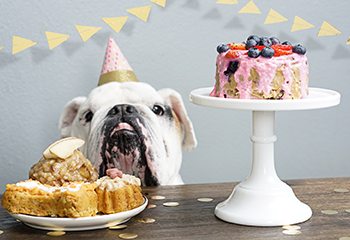 15 Dog Cake Recipes for Your Fur Baby