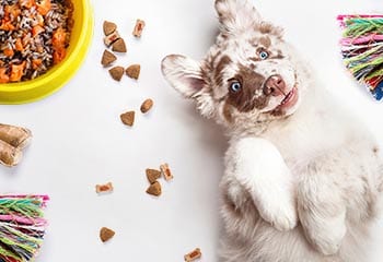 The Ultimate Guide to Holiday Leftovers for Pets