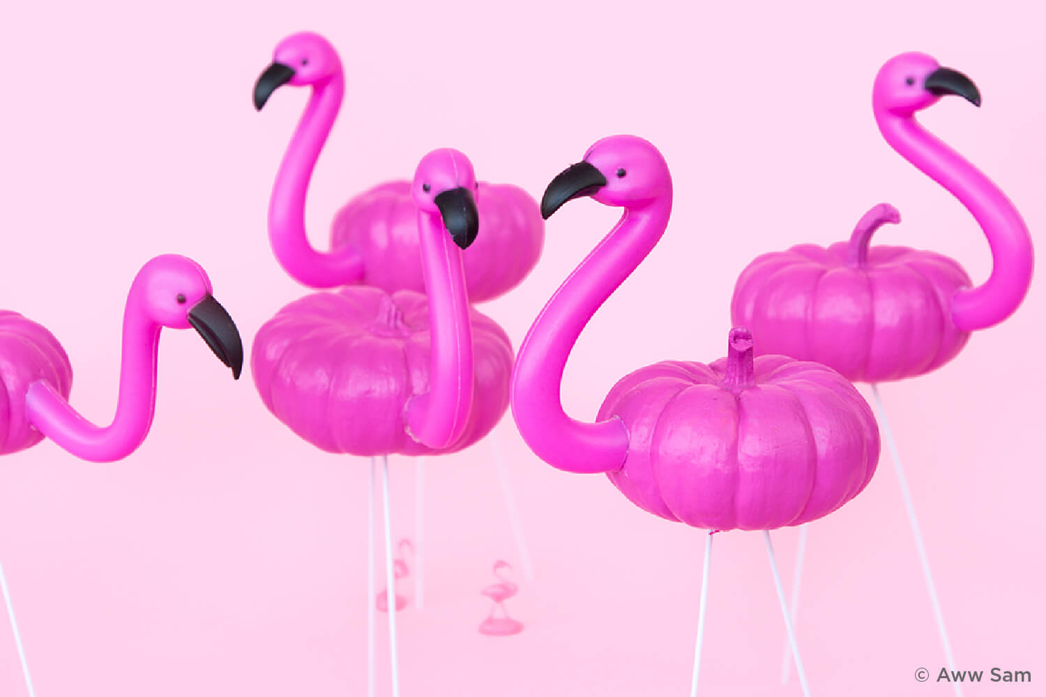 pumpkins painted pink to look like flamingos