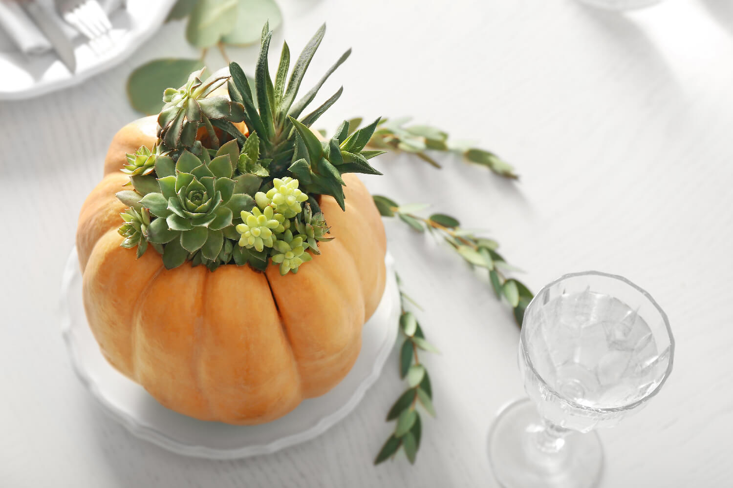 pumpkin with a succulent in it