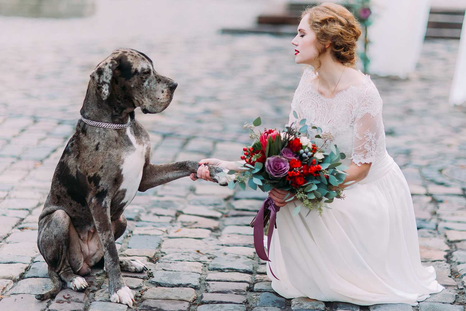How to Incorporate Dogs in Your Wedding