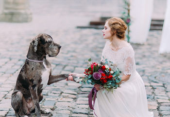 How to Incorporate Dogs in Your Wedding