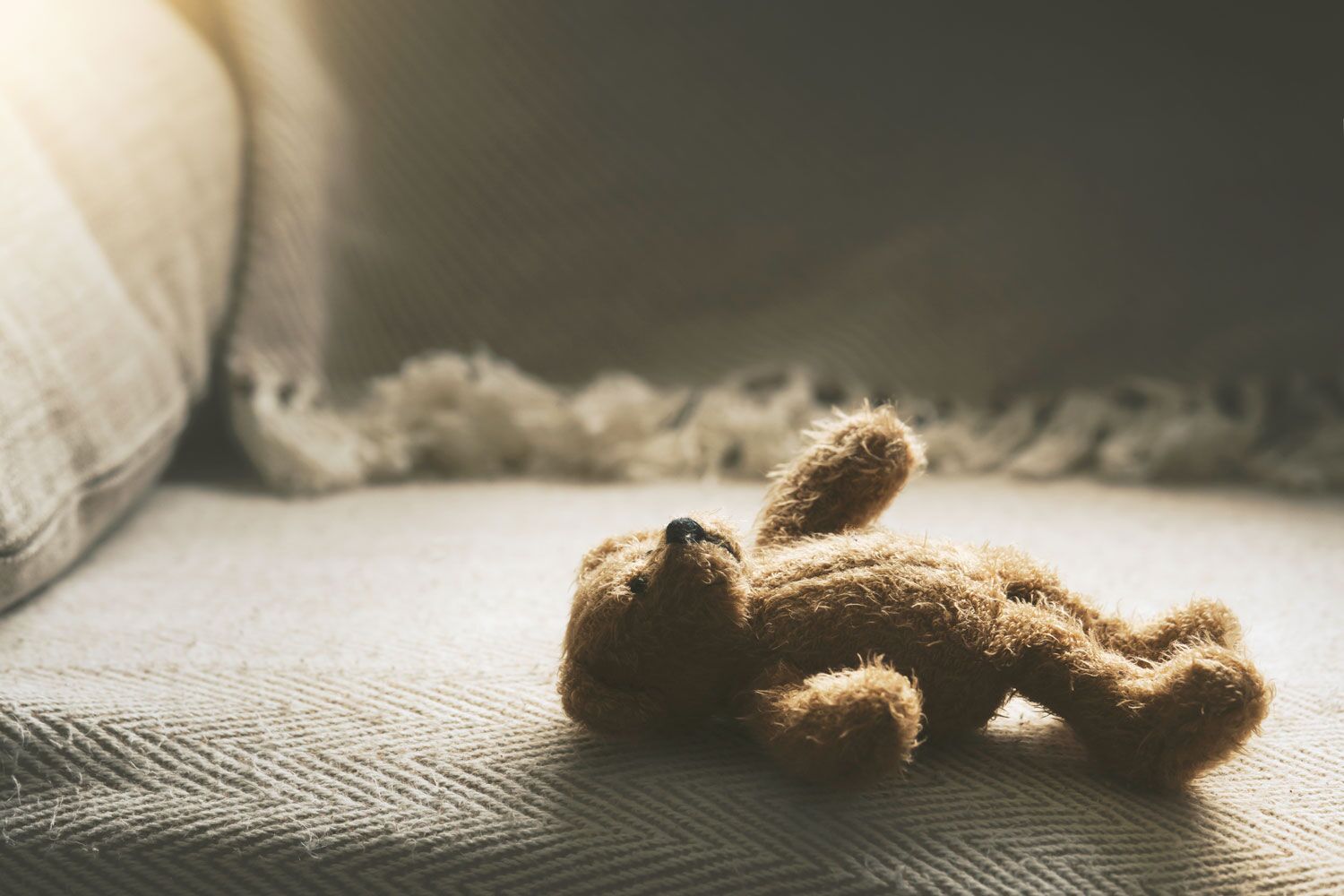 teddy laying on couch in the shadows