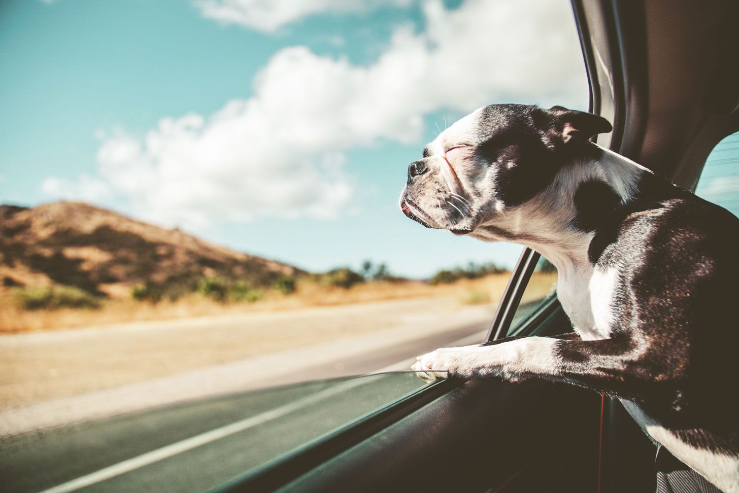 boston terrier dog looking out car window with eyes closed